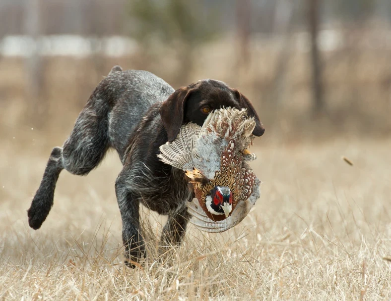 Terrain de chasse