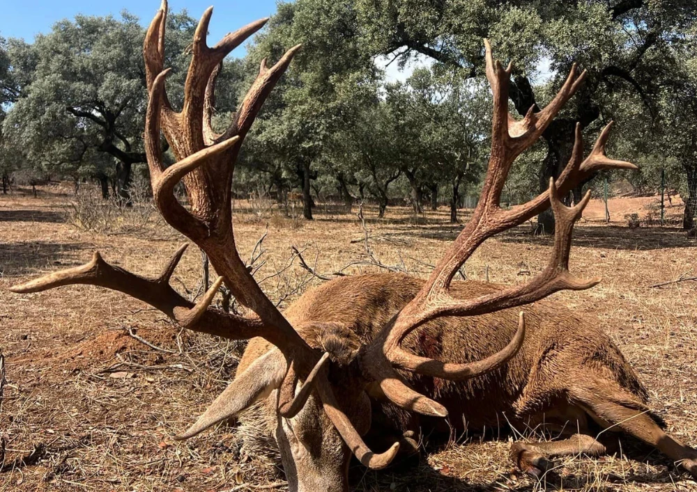 Excellent cerf chassé avec Morales-Arce, Chasse