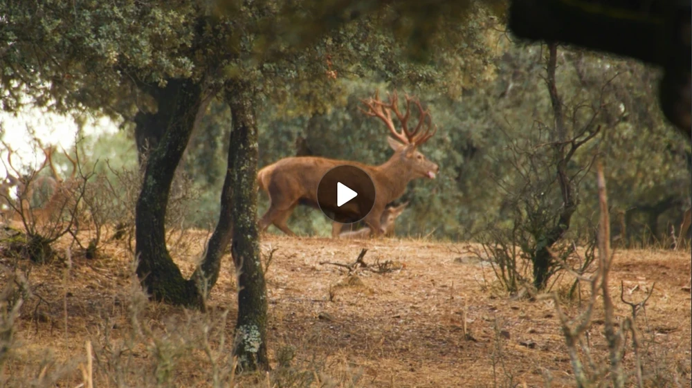 Rececho de venado en Sierra de San Pedro