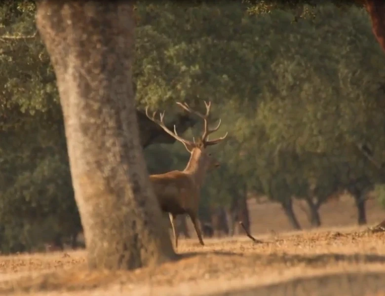 Rececho de venado en berrea