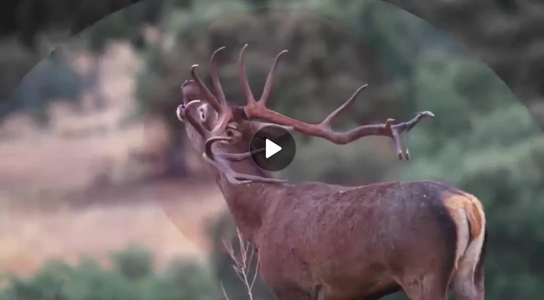Rececho de venado morales-arce hunting life